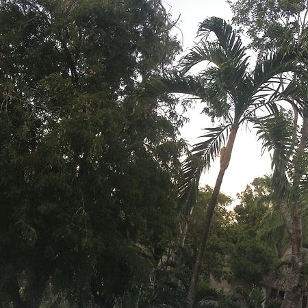 Green Paradise Leona Vicario المظهر الخارجي الصورة