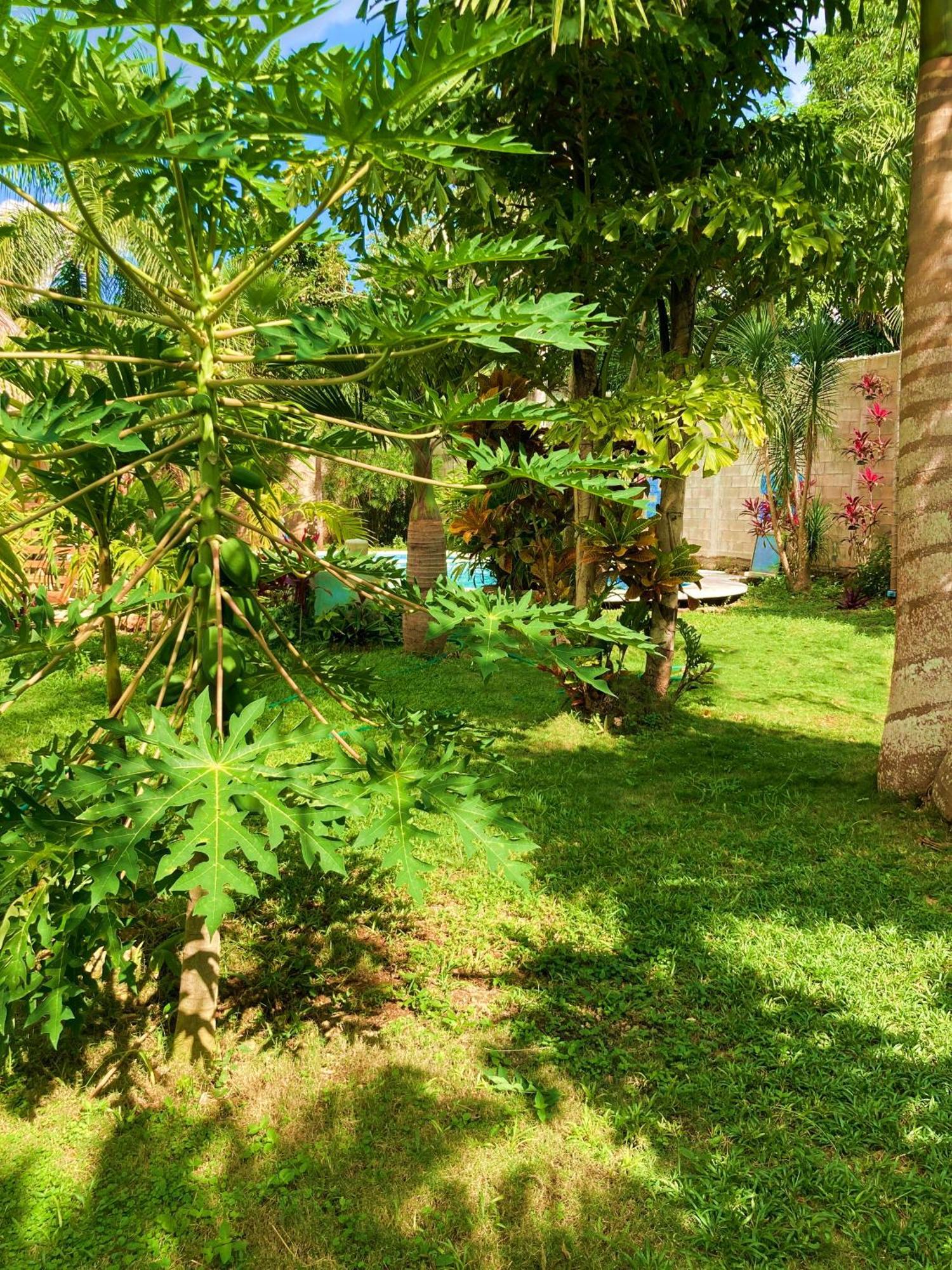 Green Paradise Leona Vicario المظهر الخارجي الصورة