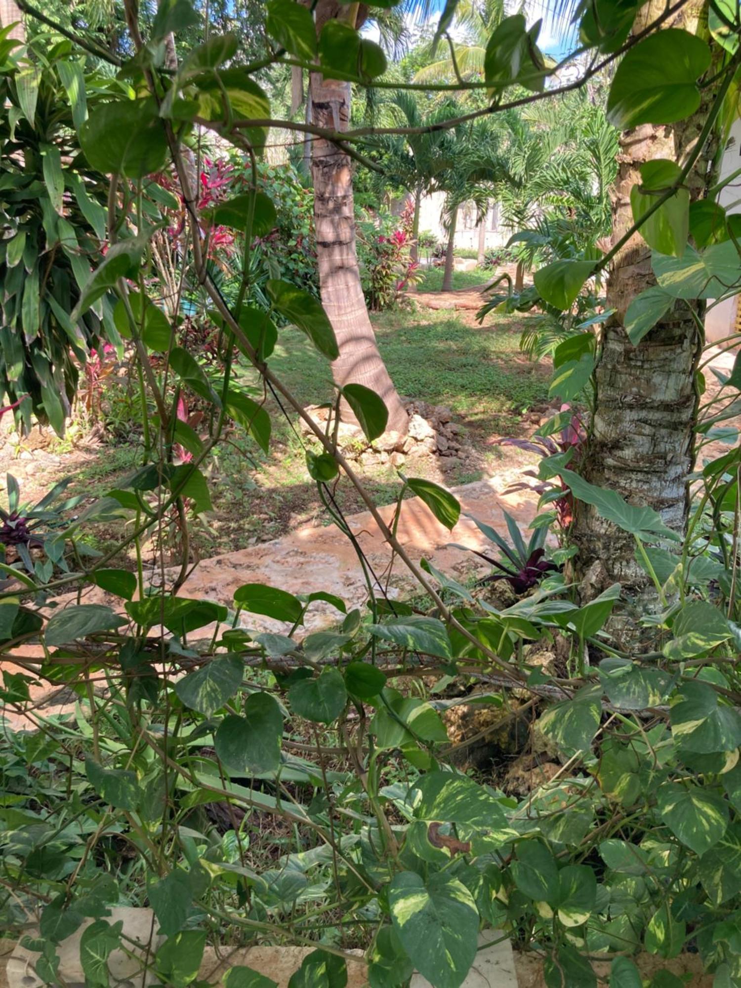 Green Paradise Leona Vicario المظهر الخارجي الصورة