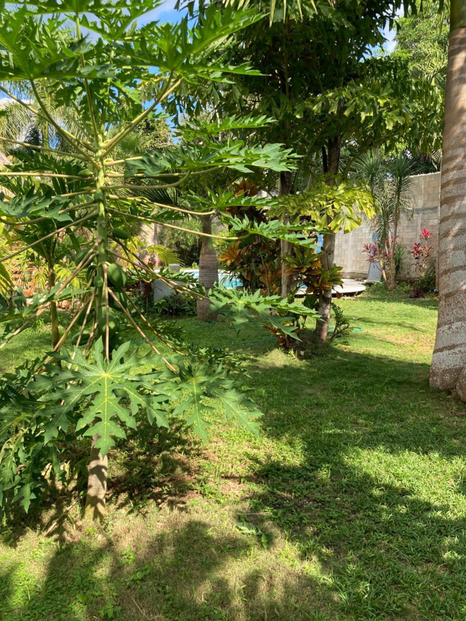 Green Paradise Leona Vicario المظهر الخارجي الصورة