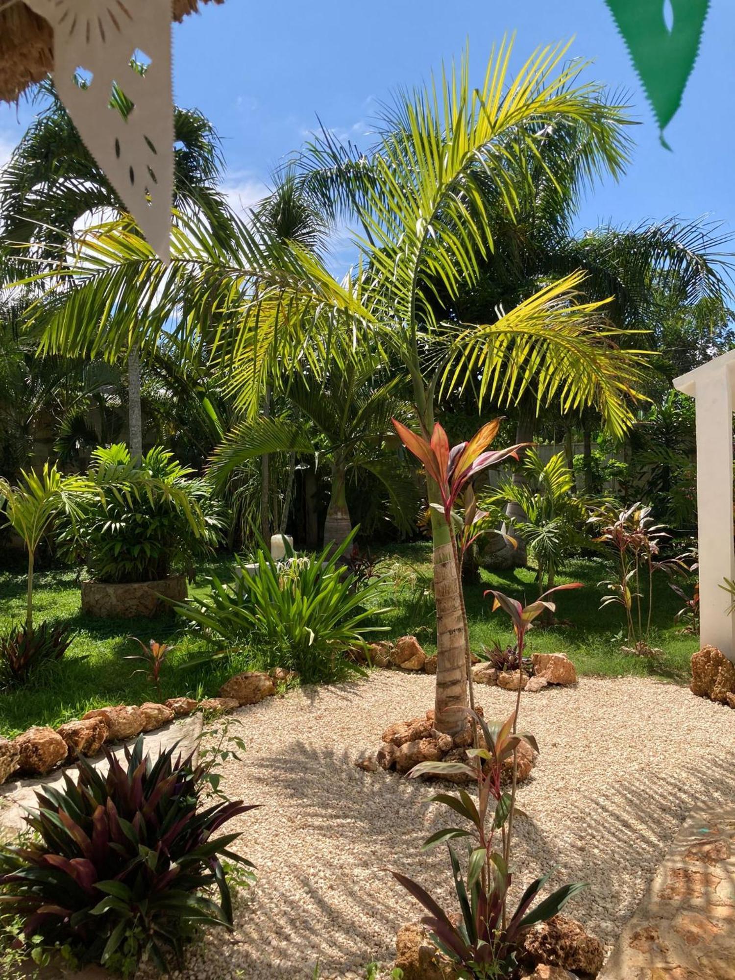 Green Paradise Leona Vicario المظهر الخارجي الصورة