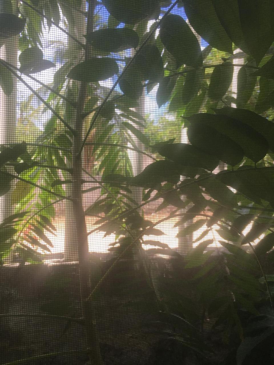 Green Paradise Leona Vicario المظهر الخارجي الصورة