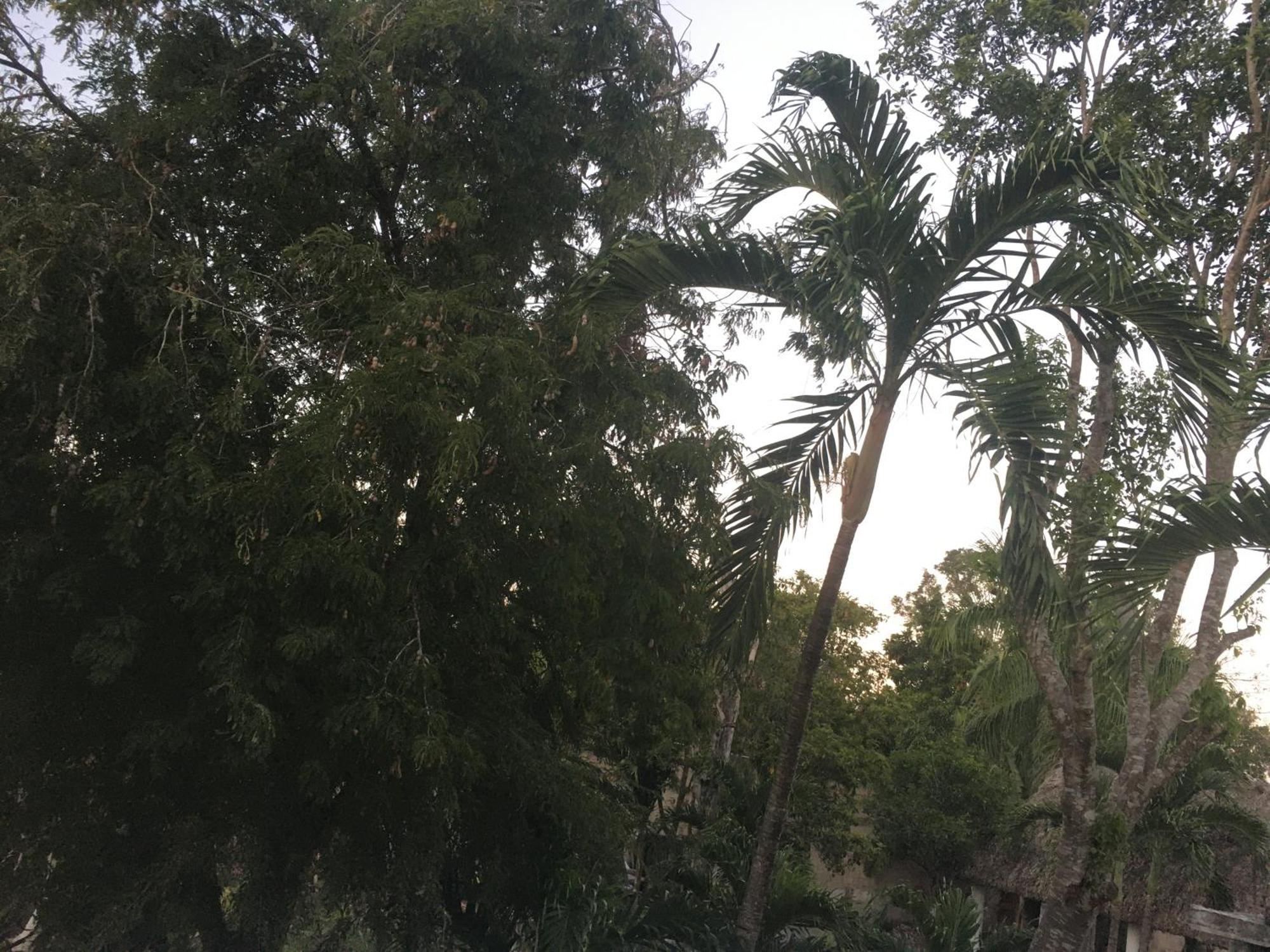 Green Paradise Leona Vicario المظهر الخارجي الصورة