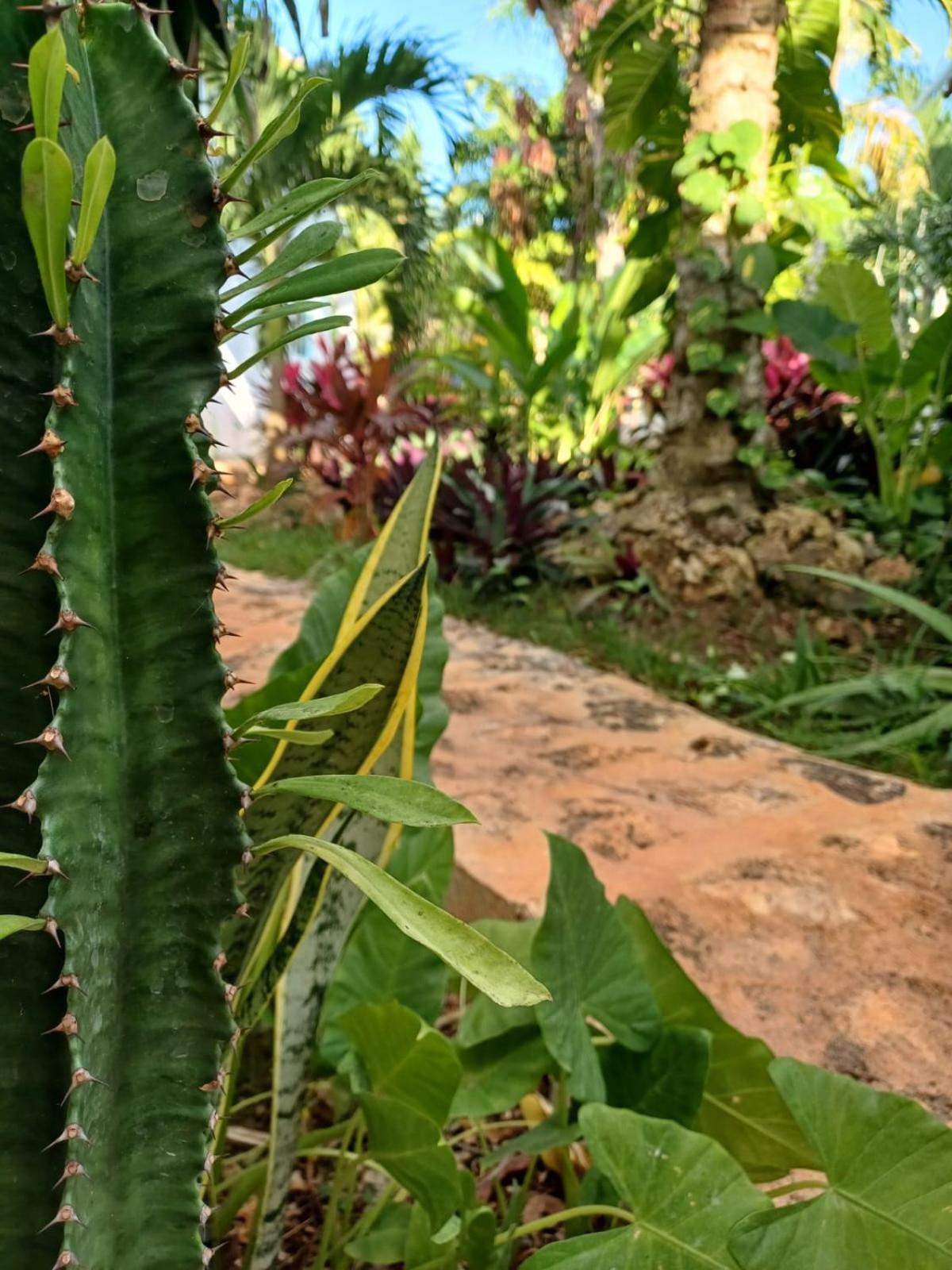 Green Paradise Leona Vicario المظهر الخارجي الصورة