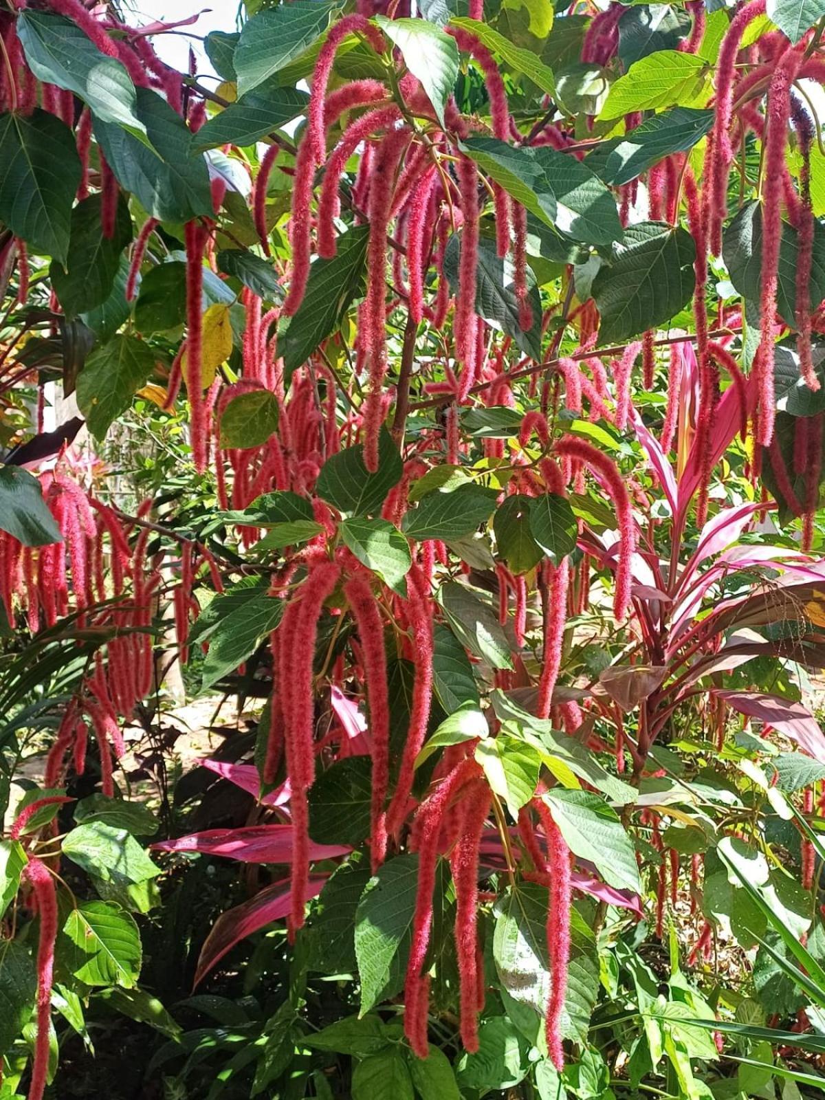 Green Paradise Leona Vicario المظهر الخارجي الصورة